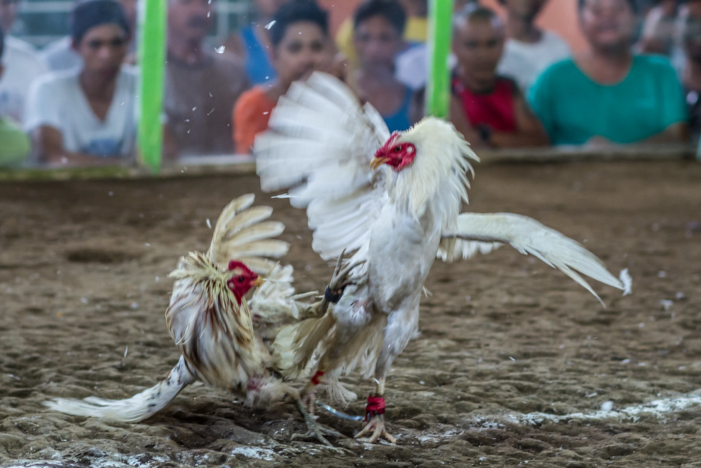 Akses Dan Fitur Judi Sabung Ayam Online
